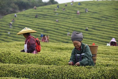 明前茶飘香茶农采茶忙
