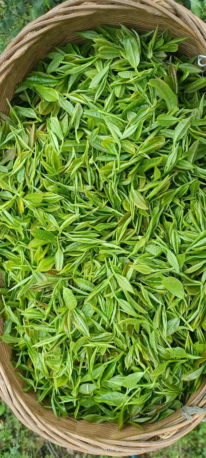 明天再择一天采茶结束了,还有几斤干茶叶卖,有没有人想买的评论