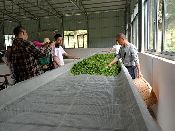 休宁:茗洲采风助&ldquo;茗&rdquo;增收